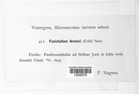 Fusicladium aronici image